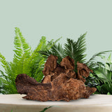 Costus Indien en Poudre 1Kg 100% Naturel