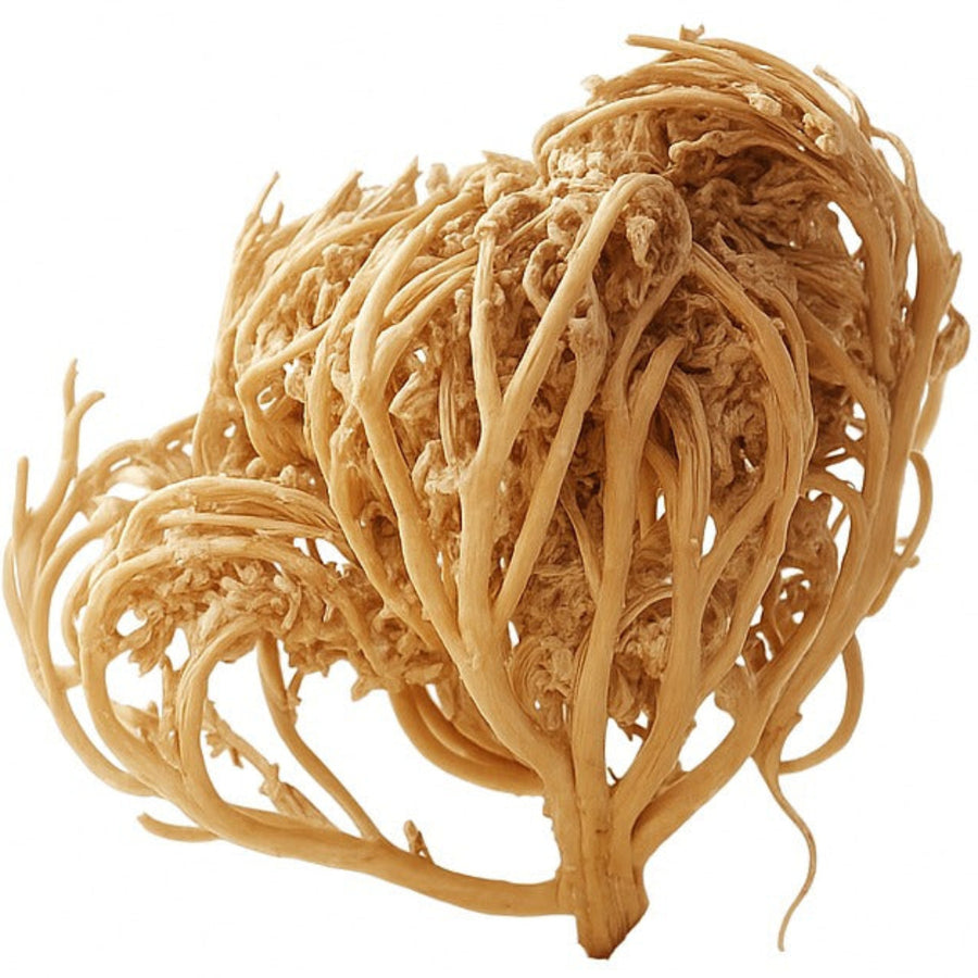1kg Chajarat Mariam Plante pour La Fertilité Vente en Gros – produit naturel présenté par Natureluxy