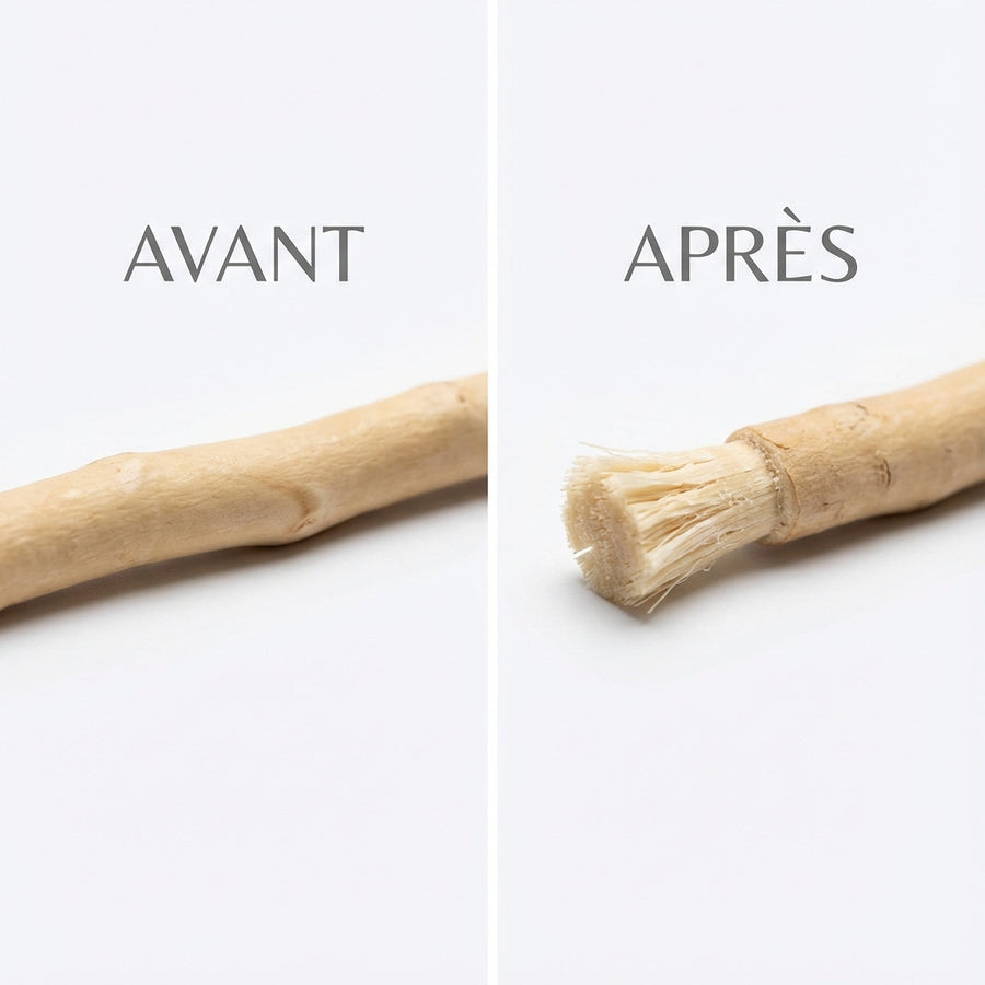 Siwak avant après utilisation – fibres dégagées pour nettoyage dentaire